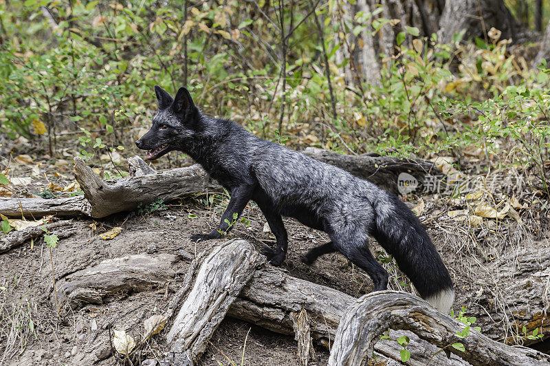 银狐是一种黑色的形式的红狐(Vulpes Vulpes)。银狐的皮毛变化很大。有些是完全光滑的黑色，除了尾巴尖端的白色颜色，使它们的外观有点银色。